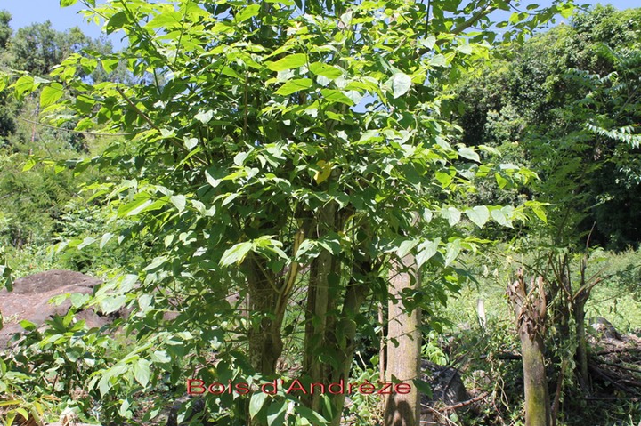 Bois d'Andrèze- Trema orientalis - Cannabacée- I