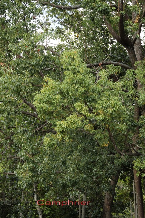Camphrier- Cinnamomum camphora - Lauracée- exo
