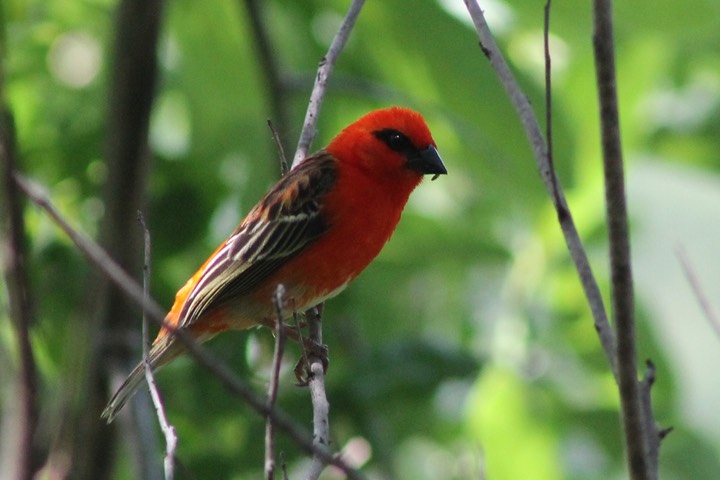 Cardinal-1