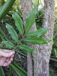 DSC03728 1 Nephelium litchi cambes  Longani-1