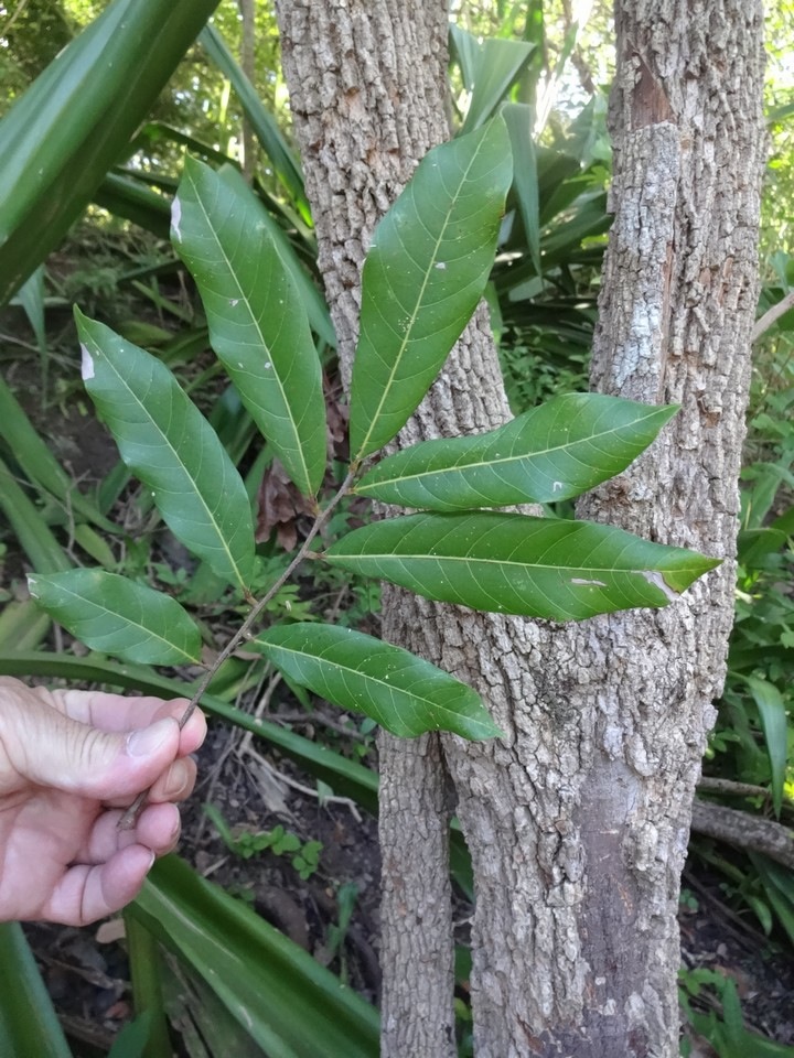 DSC03728 1 Nephelium litchi cambes  Longani-1