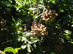 DSC03728 2  Nephelium litchi cambes Longani Fruits