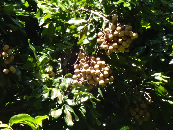 DSC03728 2  Nephelium litchi cambes Longani Fruits