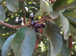DSC03730 3 litsea glutinosa Avocat marron fruits