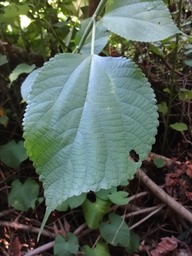 DSC03738 2 Boehmaria macrophylla Bois de source