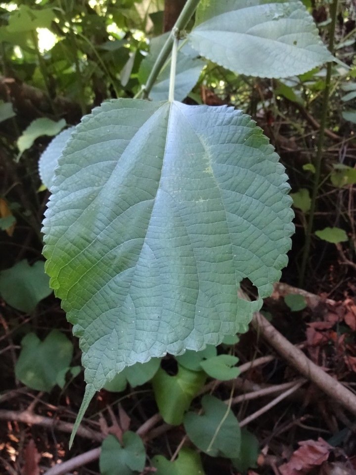 DSC03738 2 Boehmaria macrophylla Bois de source