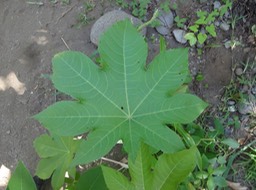 DSC03753 Ricinus communis Ricin
