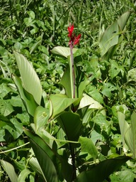DSC03758 2 Canna indica Conflor Fleur