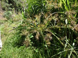 DSC03764 Cyperus papyrus