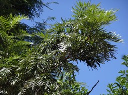 DSC03767 2 Grevillea