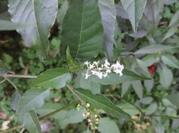 DSC03792 Rivina humilis Groseille  marron fleurs Phytolaccacée Exo