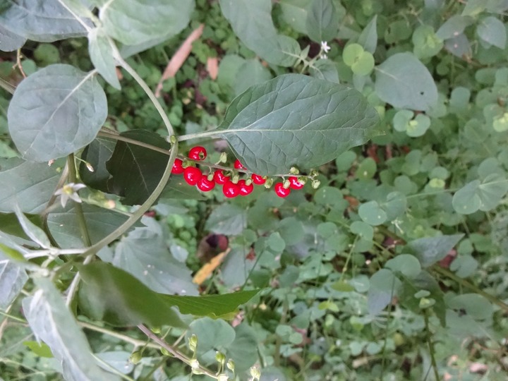 DSC03793 Rivina humilis groseille  marron fruits Phytolaccacée Exo
