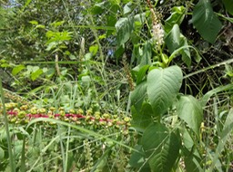 DSC03797Phytolacca Faux vin