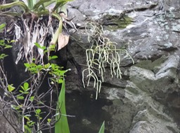 DSC03817  Rhipsalis baccifera Cactus gui Ca tacée indigène de l'île  fougère ficelle