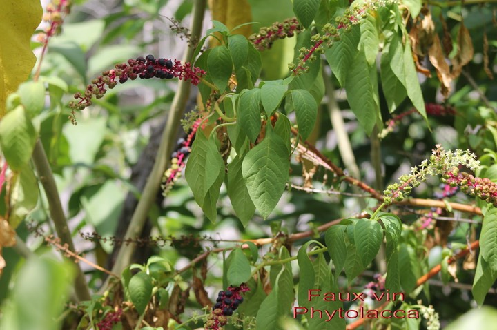 Faux vin- Phytolacca- Phytolaccacée- exo