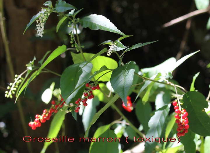 Groseille marron - Rivina leavis- phytolaccacée- exo