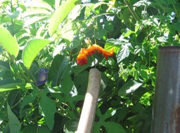 Margose sauvage (fruit) IMG_0704