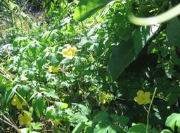 Margose sauvage (fleur) IMG_0705