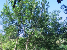 Avocat marron IMG_0706