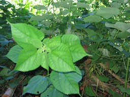 Bois de source (noir) Boehmeria macrophylla  IMG_0707