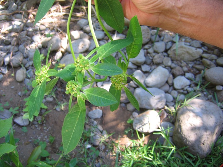 Herbe de lait Euphorbia heterophylla IMG_0710