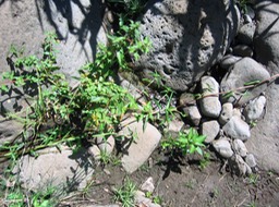 Zerb bourrique IMG_0713