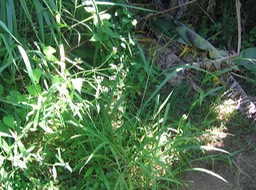 Verveine sauvage Verbena bonariensis IMG_0715
