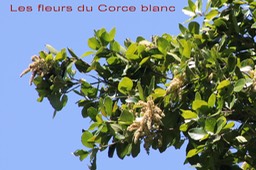 Inflorescence du Corce blanc