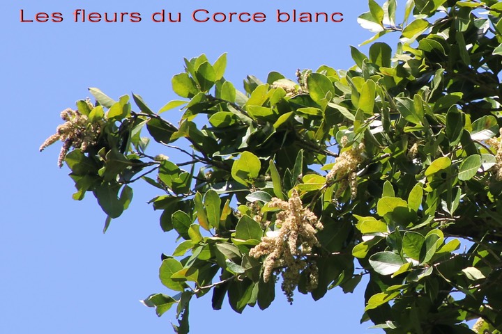 Inflorescence du Corce blanc