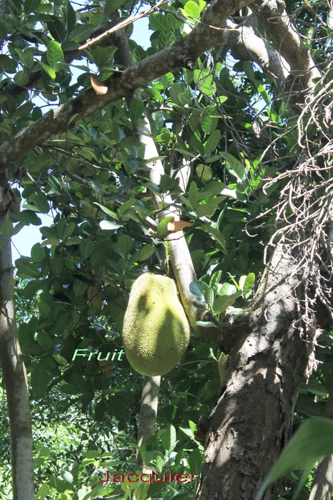 Jacquier - Artocarpus heterophyllus - Moracée - exo