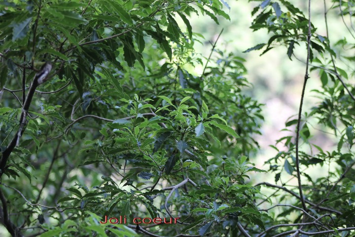 Joli coeur - Pittosporum senacia - Pittosporacée -I