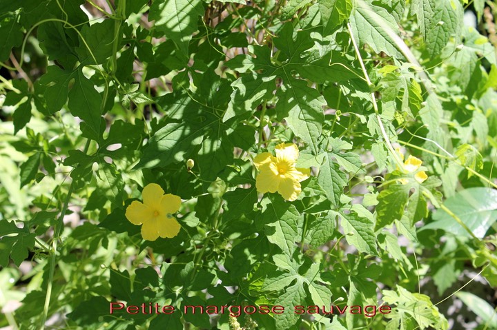 Margose sauvage avec fleurs