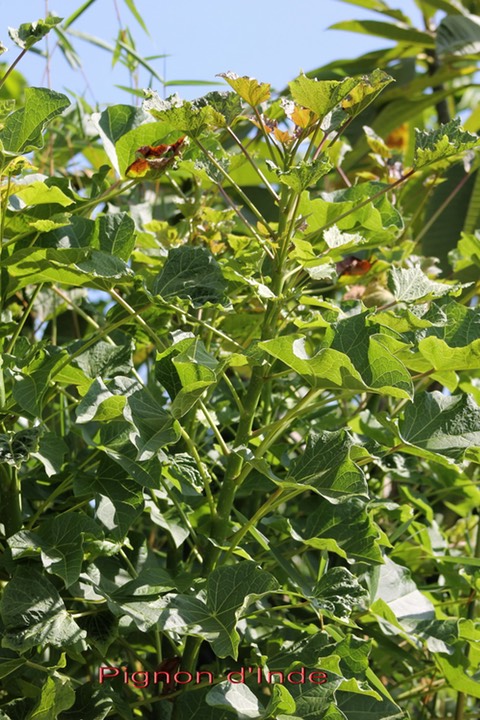 Pignon d'Inde - Jatropha curcas - Euphorbiacée - exo