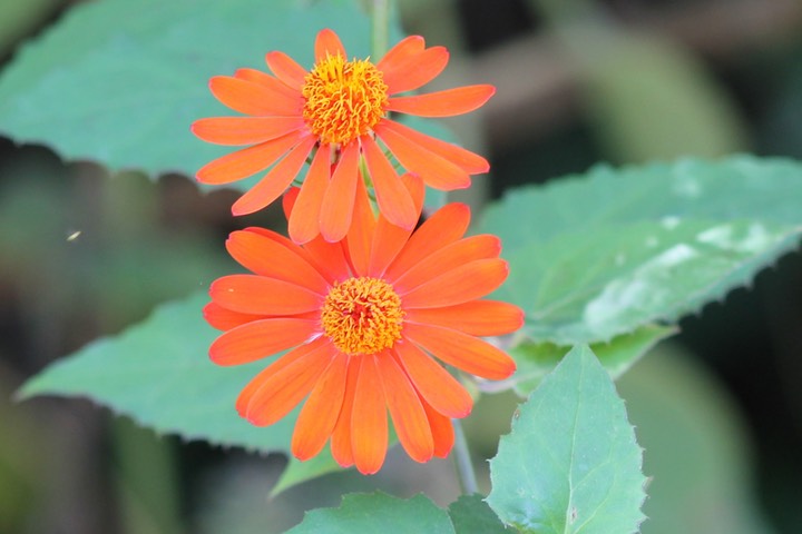 Senecio confusus- Astéracée- exo