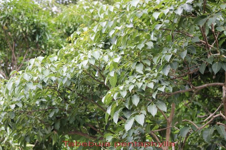 Tabebuia pentaphylla- Bignoniacée- exo