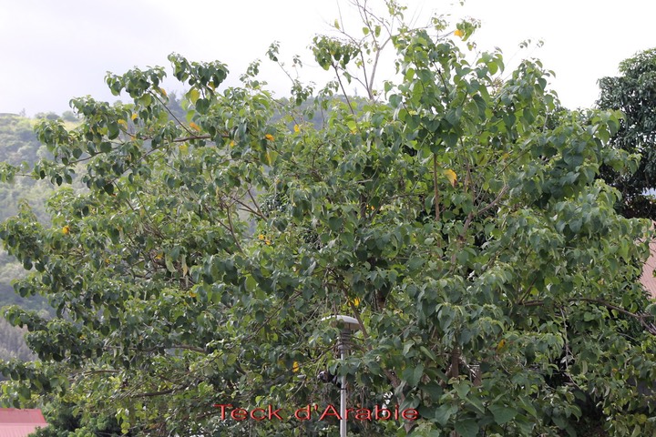 Teck d'Arabie - Cordia amplifolia- exo