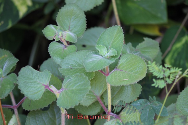 Ti-Baume- Plectranthus amboinicus- Lamiacée-exo
