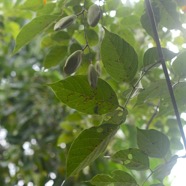 Millettia pinnata Pongame Fabaceae Inde, Chine .jpeg