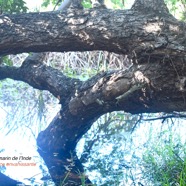 Pithecellobium dulce Tamarin de l'Inde Fabaceae EE 8775.jpeg