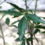 Vepris lanceolata Patte poule St- Leu R utaceae Indigène la Réunion 8861.jpeg