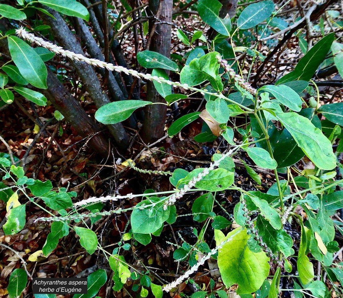 Achyranthes aspera.herbe d&rsquo;Eugène.herbe d&rsquo;Inde.amaranthaceae .assimilé indigène..jpeg
