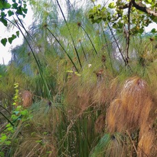Cyperus papyrus.papyrus.souchet papyrus.cyperaceae.espèce envahissante..jpeg