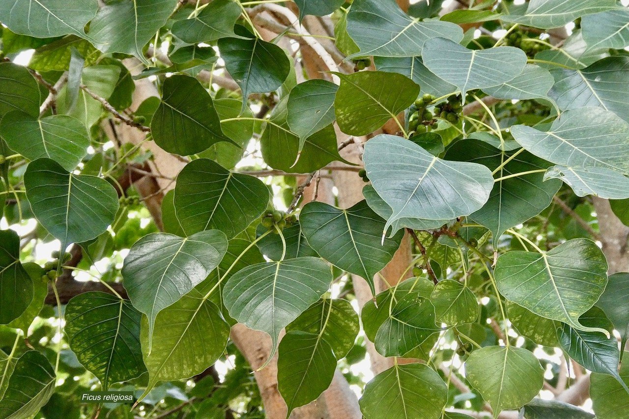 Ficus religiosa L.arbre bo.moraceae.espèce cultivée.potentiellement envahissant..jpeg