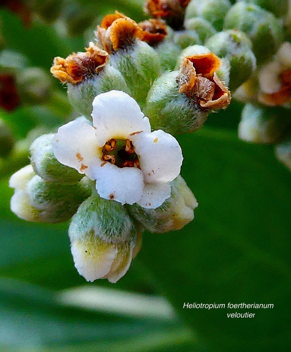 Heliotropium foertherianum.Diane et Hilger.veloutier.veloutier bord de mer.( détail de l'inflorescence )heliotropiaceae.indigène Réunion..jpeg