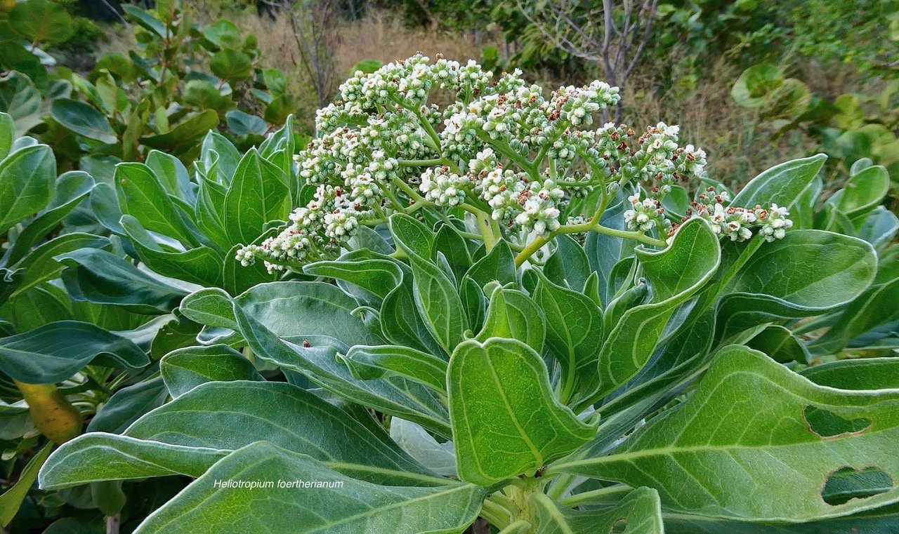 Heliotropium foertherianum.Diane et Hilger.veloutier.veloutier bord de mer.heliotropiaceae.indigène Réunion..jpeg