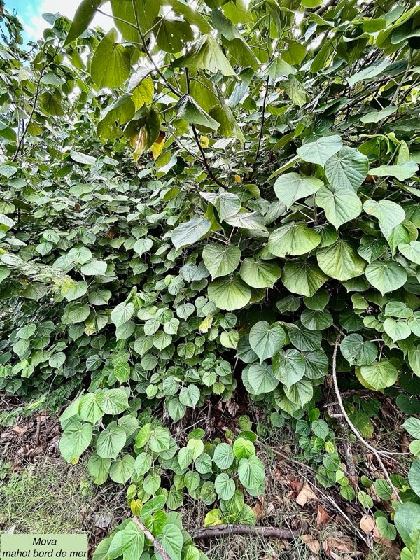 Talipariti tiliaceum.( Hibiscus tiliaceus ) mova.mahot bord de mer.malvaceae.indigène Réunion ?.jpeg