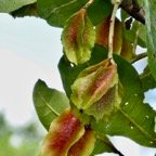 Terminalia arjuna.carambole marron combretaceae. Inde  Sri-Lanka  Myanmar  . (1).jpeg