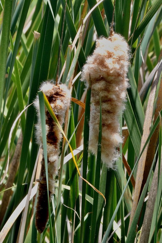 Typha domingensis.voune.jonc.massette. typhaceae. indigène&nbsp;?.jpeg
