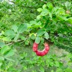 1. Fruit et feuilles de Pithecellobium dulce (Roxb.) Benth. - Tamarin d'Inde - Fabaceae - exotique.jpeg