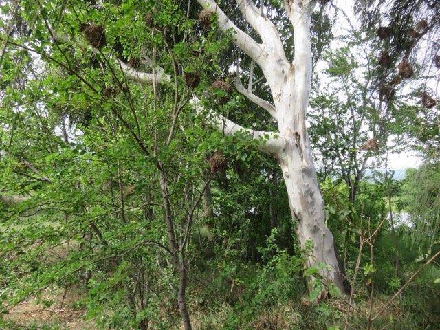 2. Tronc blanc d'Eucalyptus.jpeg